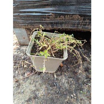 GOŹDZIK KROPKOWANY wieloletni Flashing Light - sadzonki 10 / 20 cm